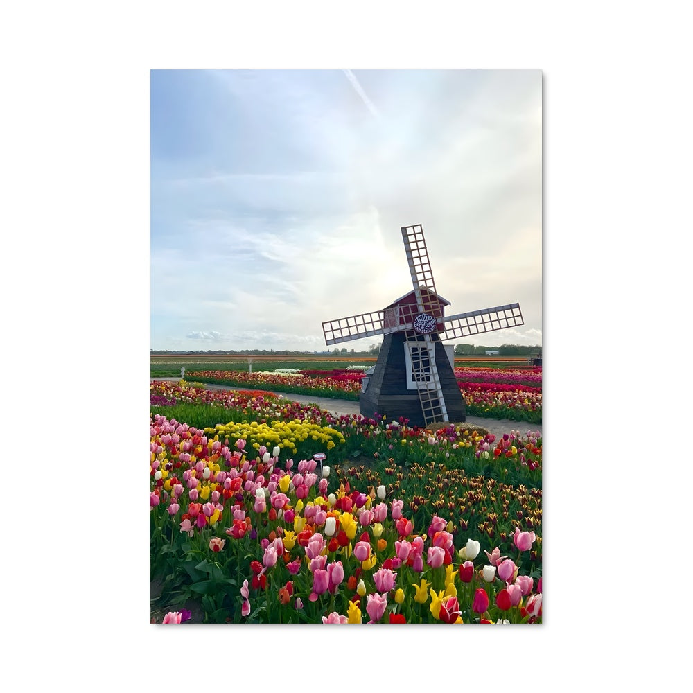 Poster Tulipes et Meules