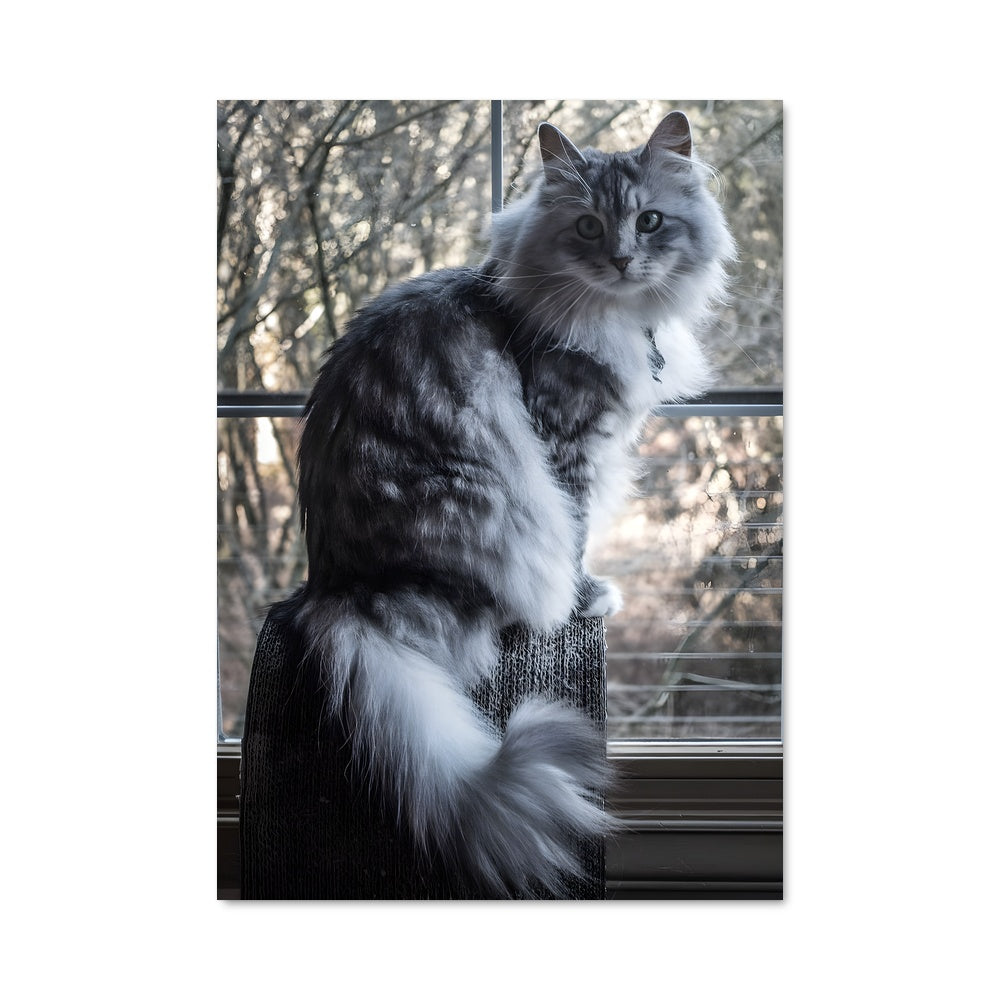 Poster Norwegian forest cat 84744