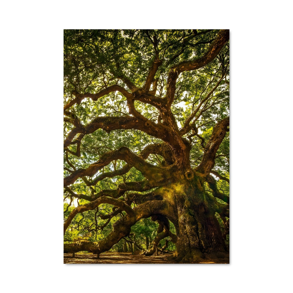 Poster Chêne Angélique