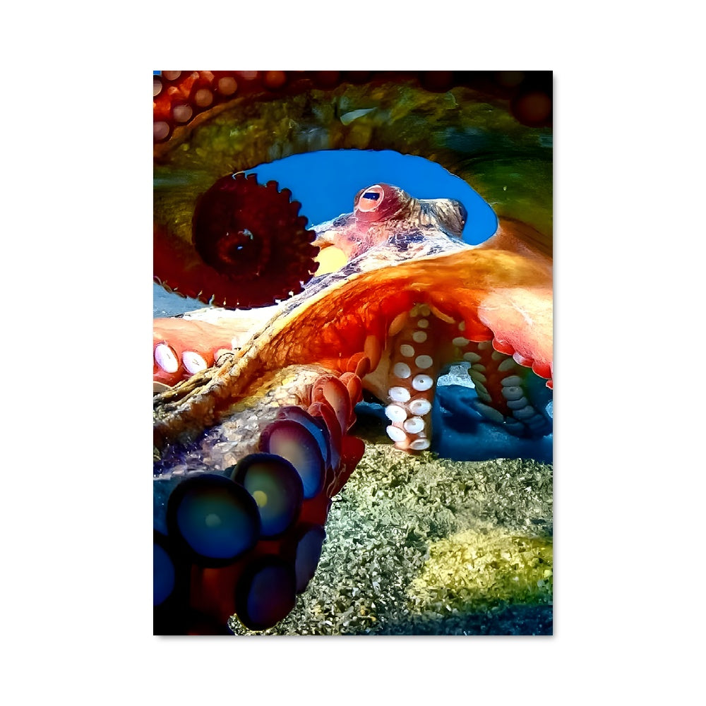 Poster L'Octopus Magique