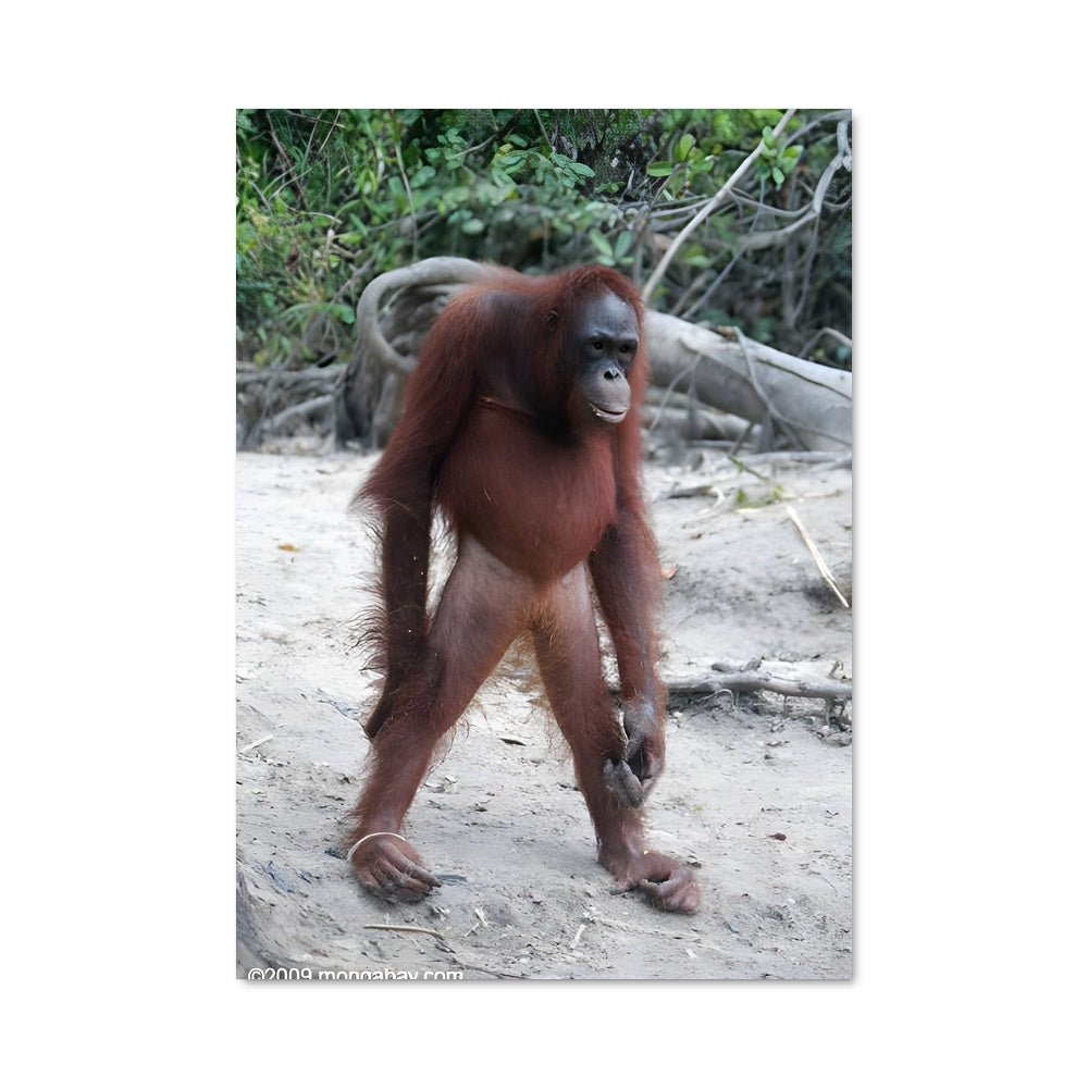 Poster Pas de Deux avec l'Orang-outan