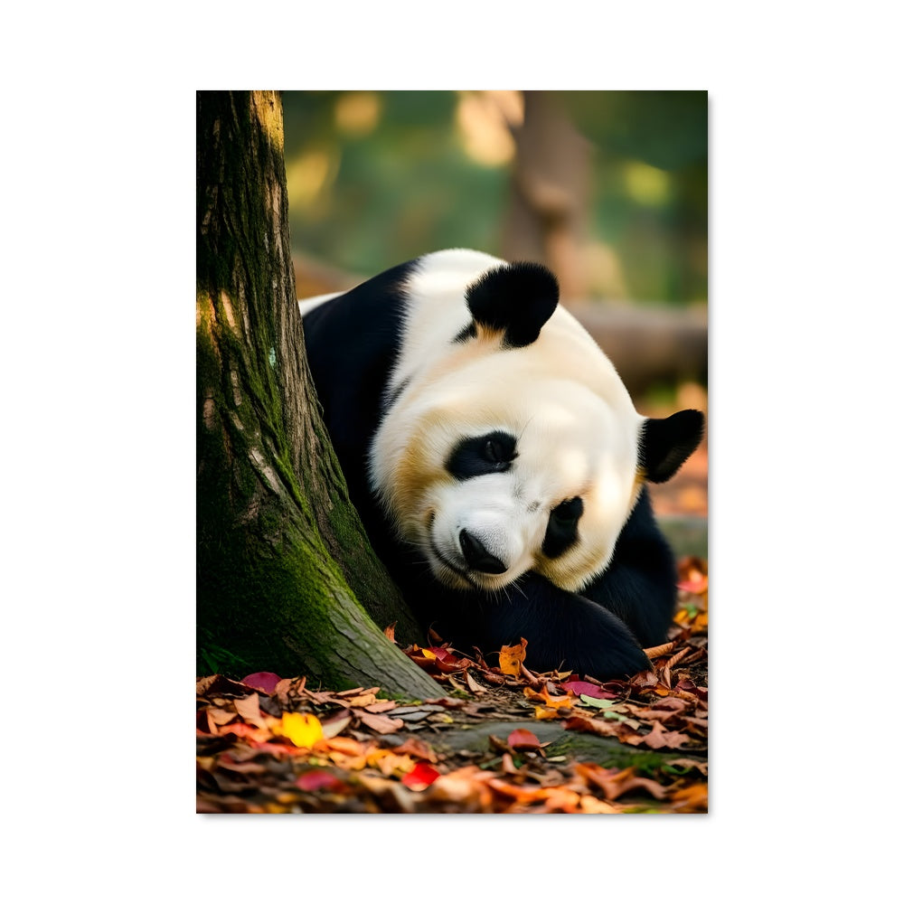 Poster Panda Paresseux