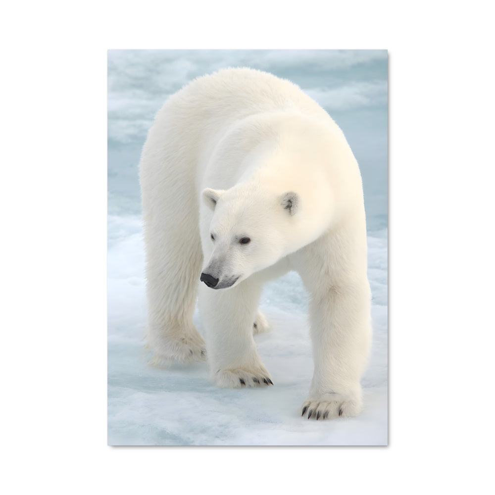 Poster Polar bear 84157