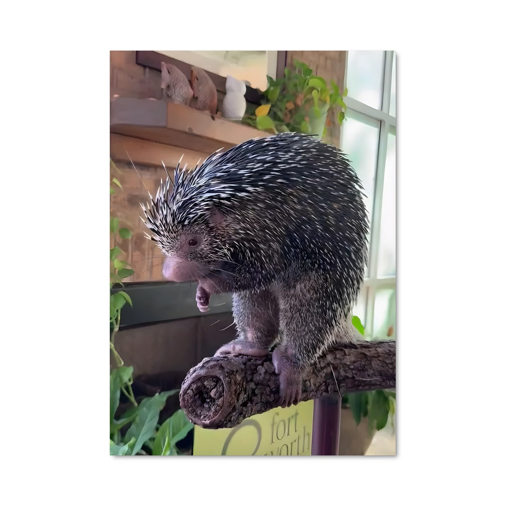 Poster Porc-Épic Serein