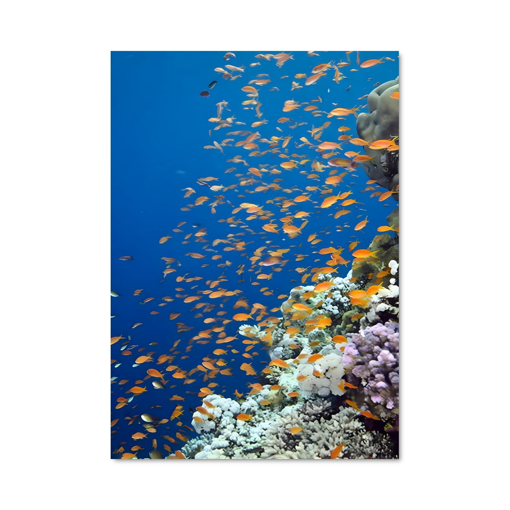 Poster Récif d'Émeraude