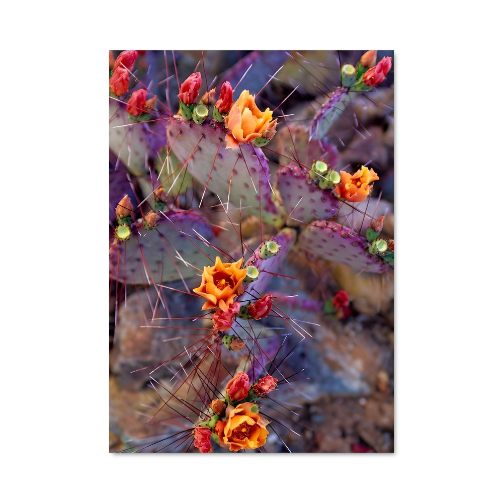 Poster Prickly pear 96354