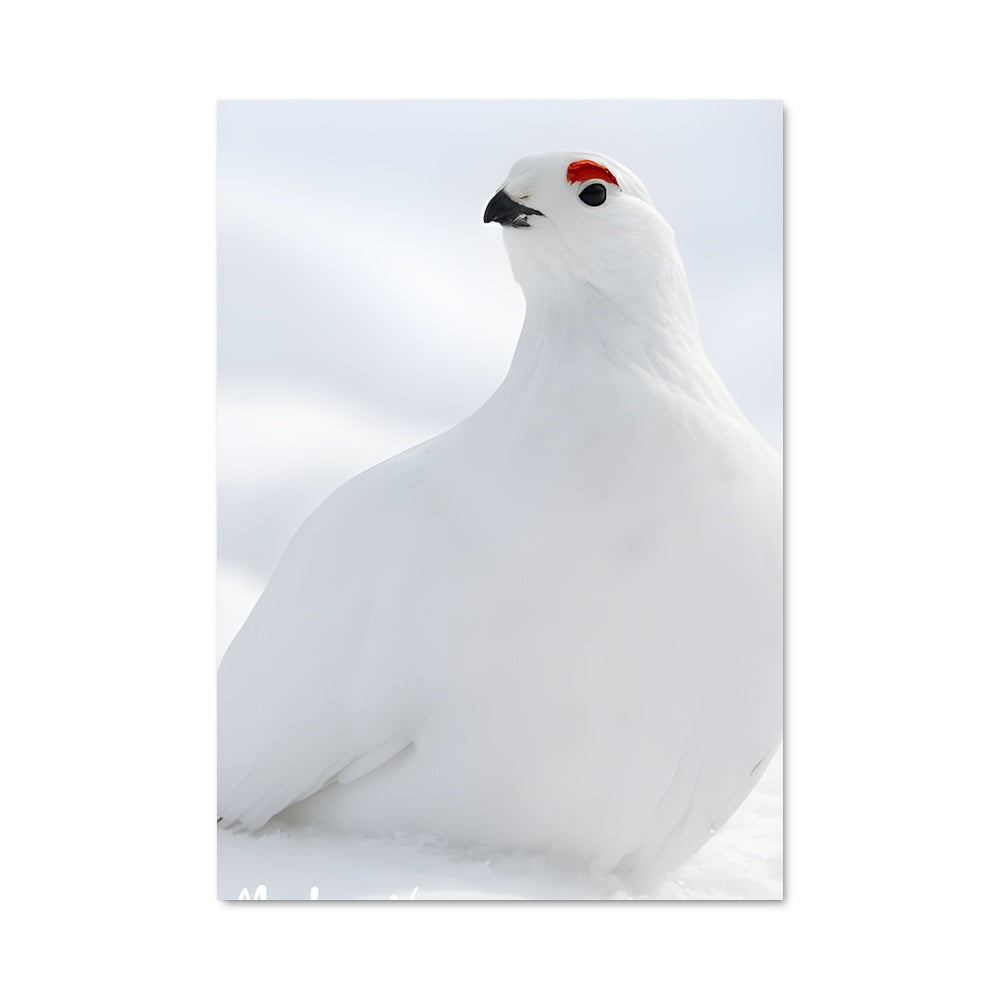 Poster Oiseau des Neiges