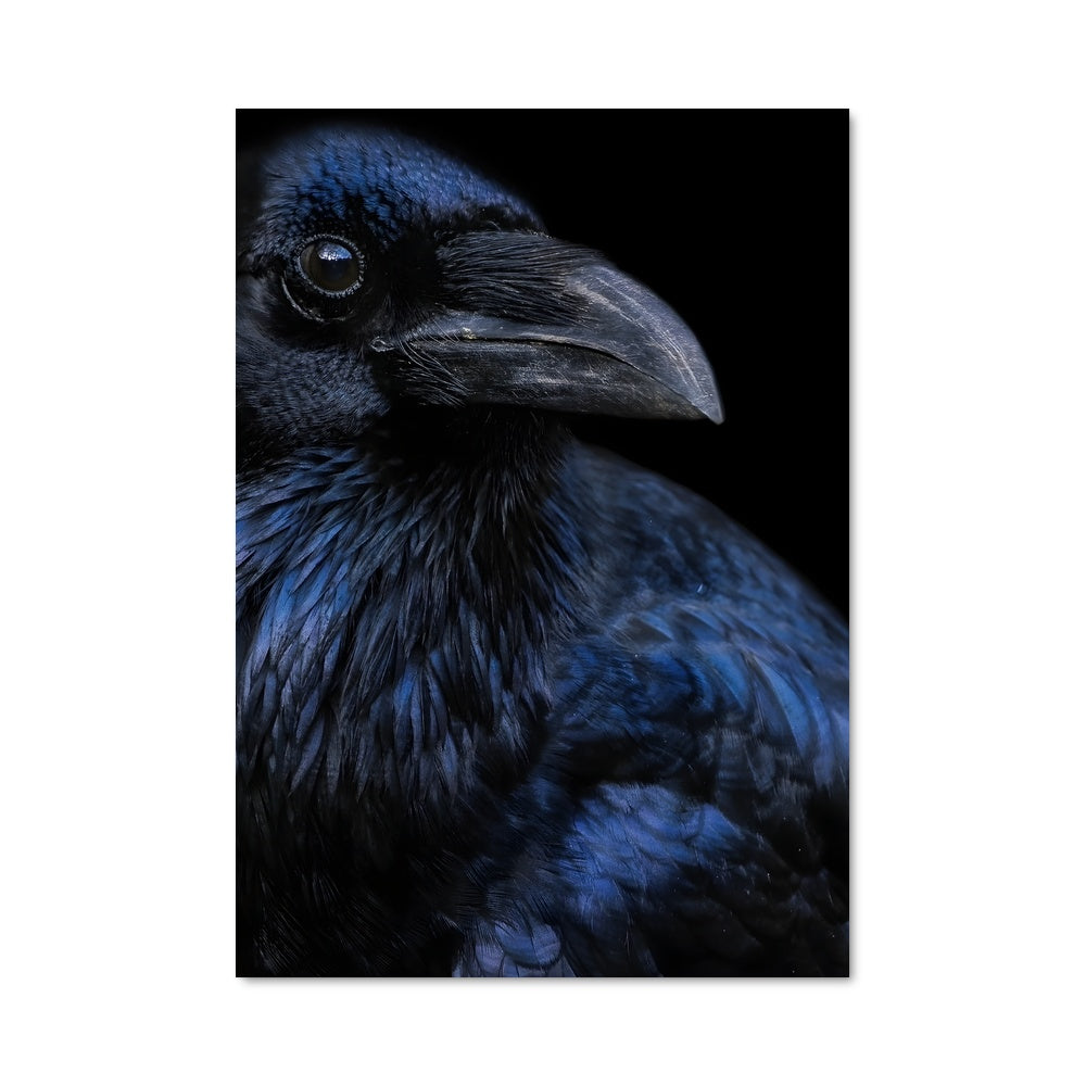 Poster Corbeau Azur