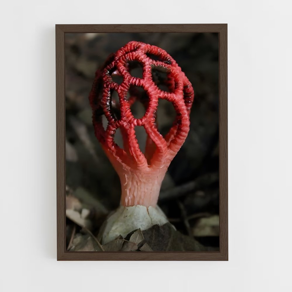 ap-red cage fungus-2 cadre Bois foncé
