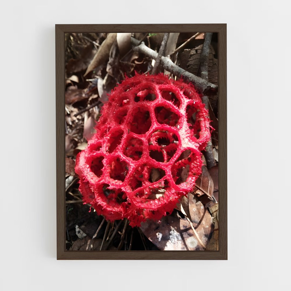 ap-red cage fungus-5 cadre Bois foncé