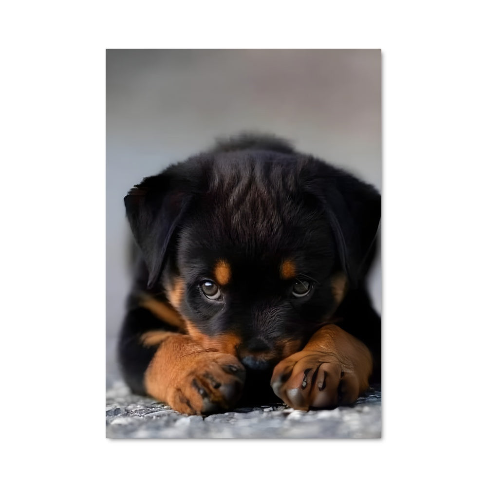 Poster Rottweiler à l'Endormie