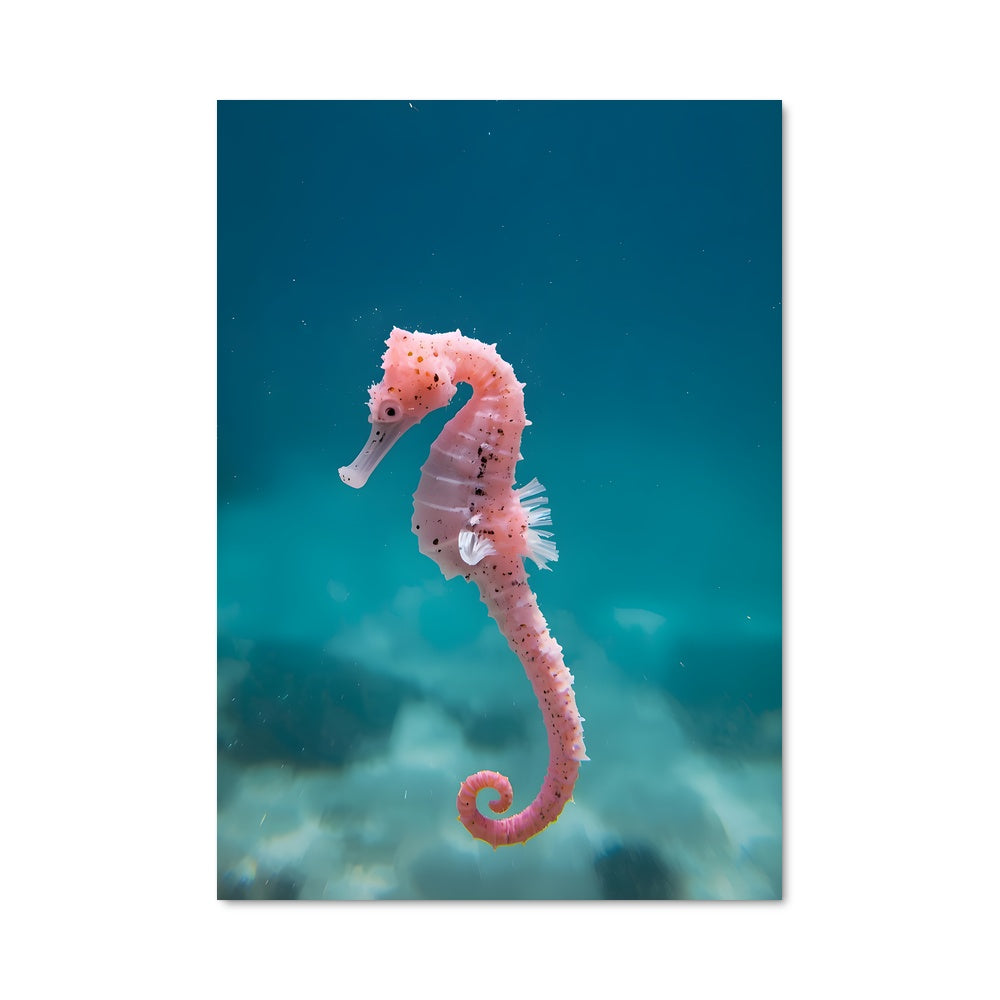 Poster Danse des Hippocampes