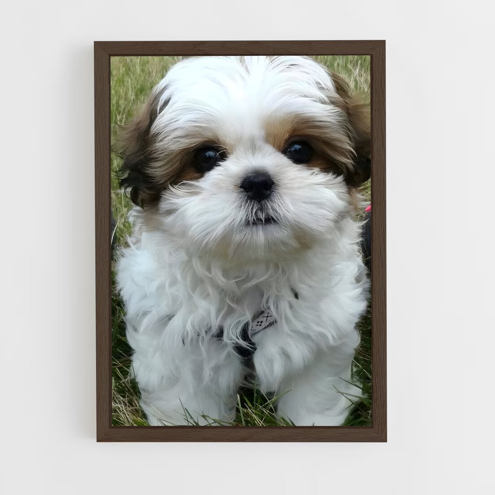 ap-shih tzu-1 cadre Bois foncé