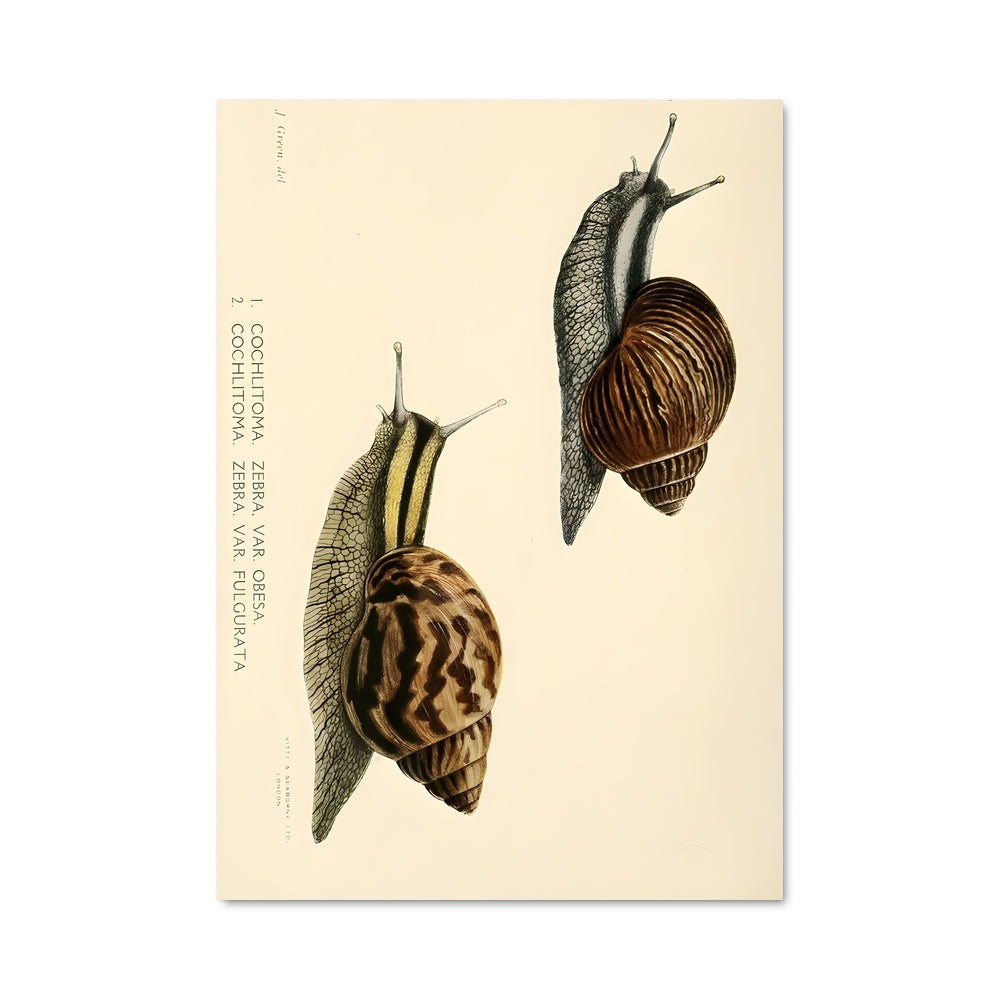 Poster Escargots Enlacés