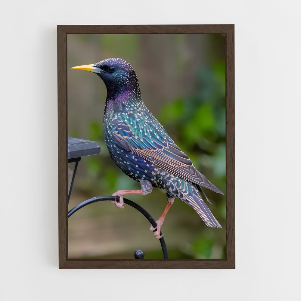 ap-starling-1 cadre Bois foncé