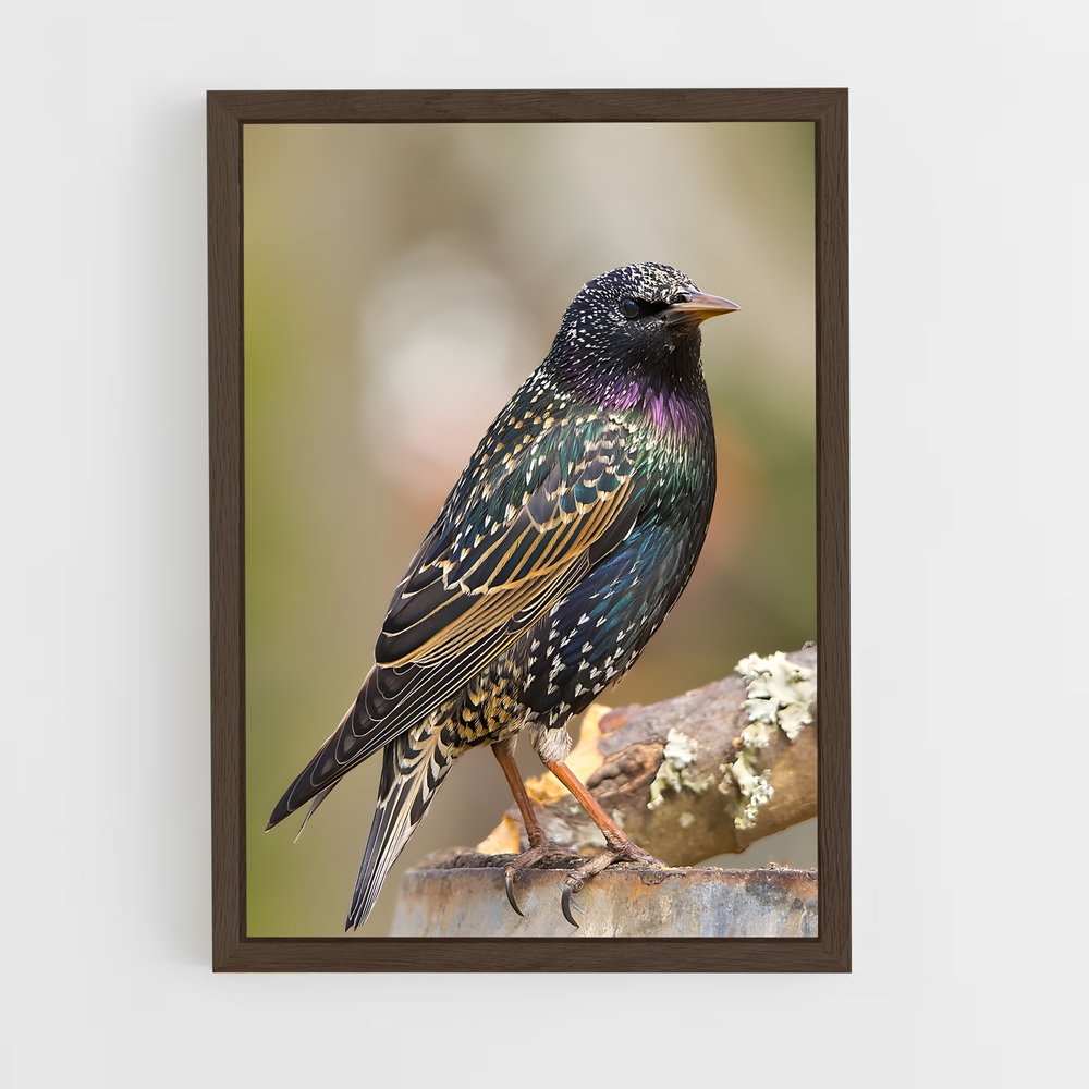 ap-starling-4 cadre Bois foncé
