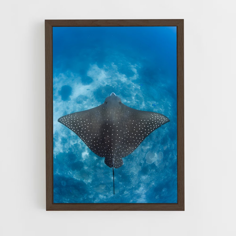 ap-stingray-4 cadre Bois foncé