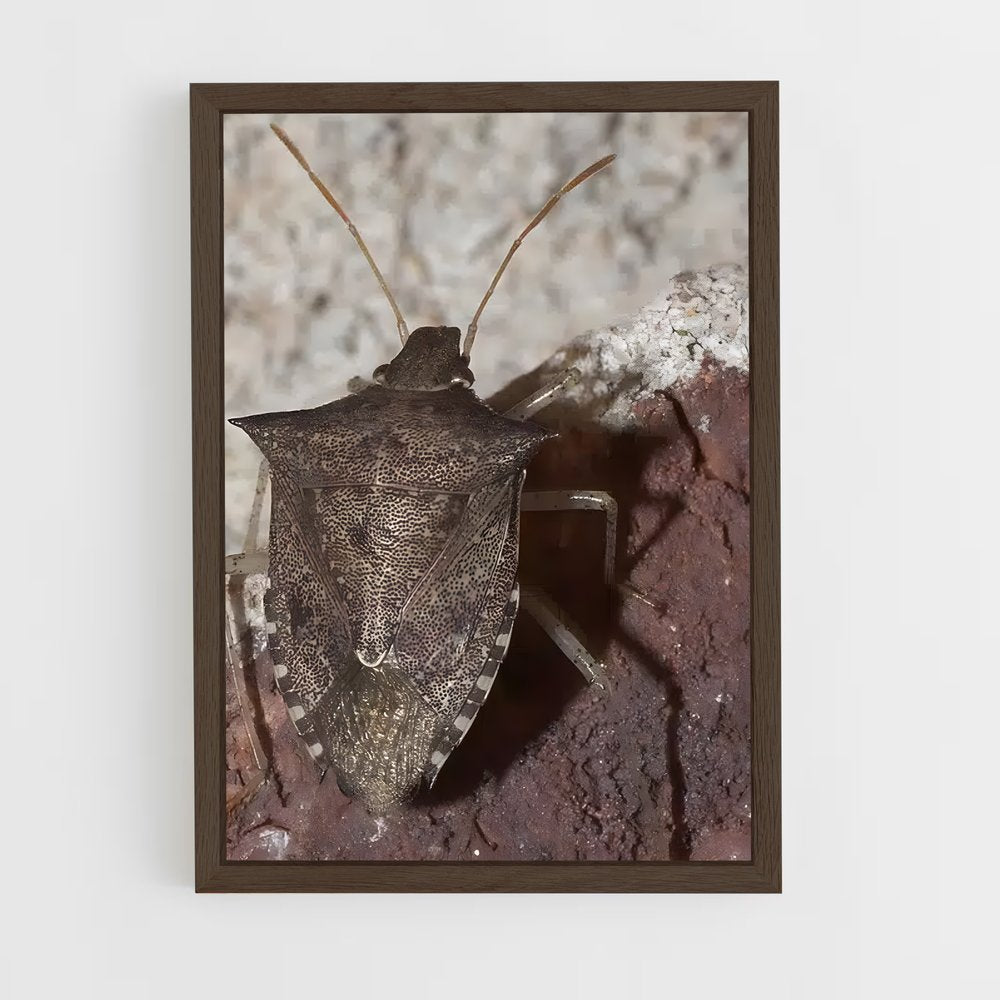 ap-stink bug-2 cadre Bois foncé