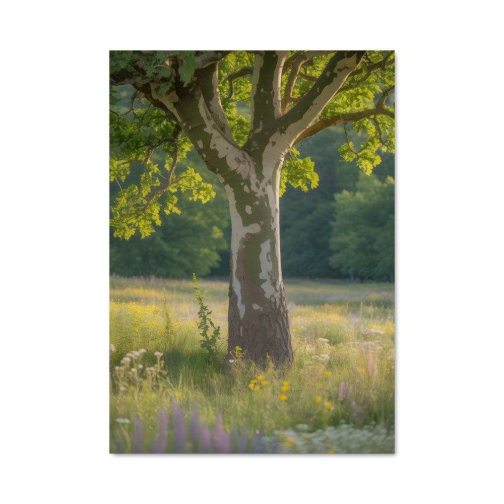 Poster Le Sycomore Sauvage