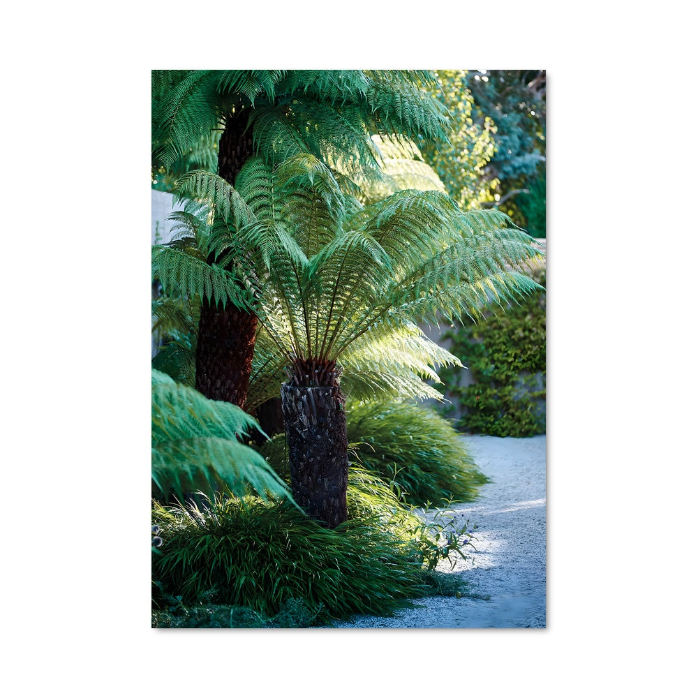 Poster Arbre des Fougères