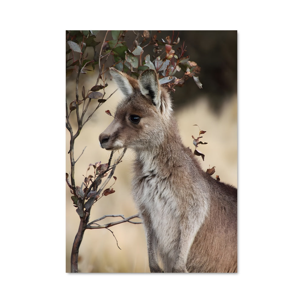Poster Kangourou Sauvage