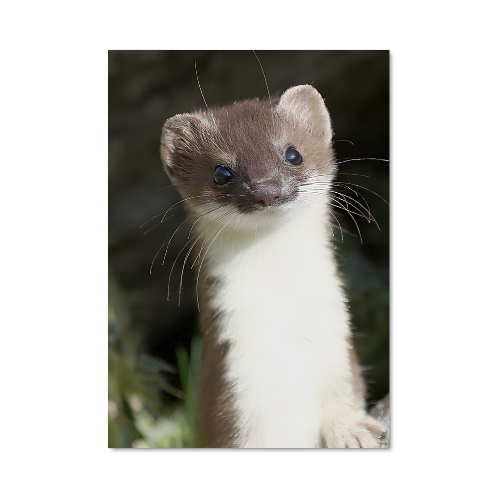 Poster La Petite Fouine