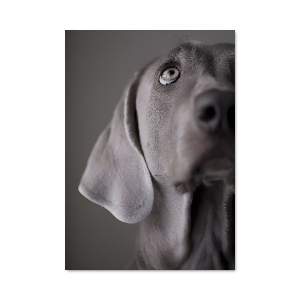 Poster Regard Fidèle