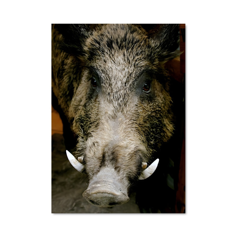 Poster Sanglier Majestueux