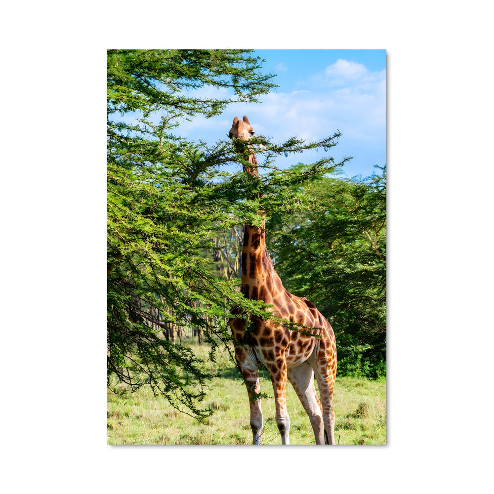 Poster Feuilles Gourmandes