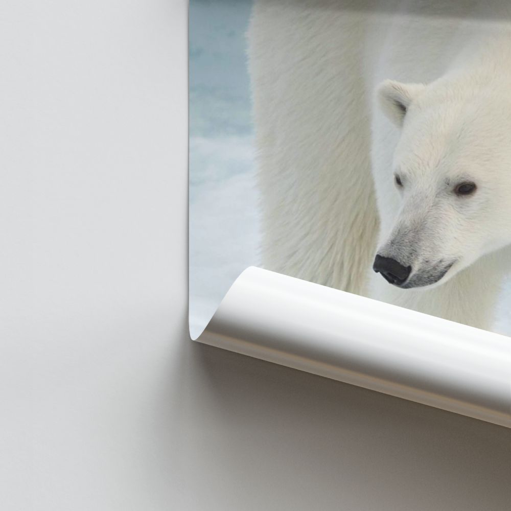 Oso polar Póster