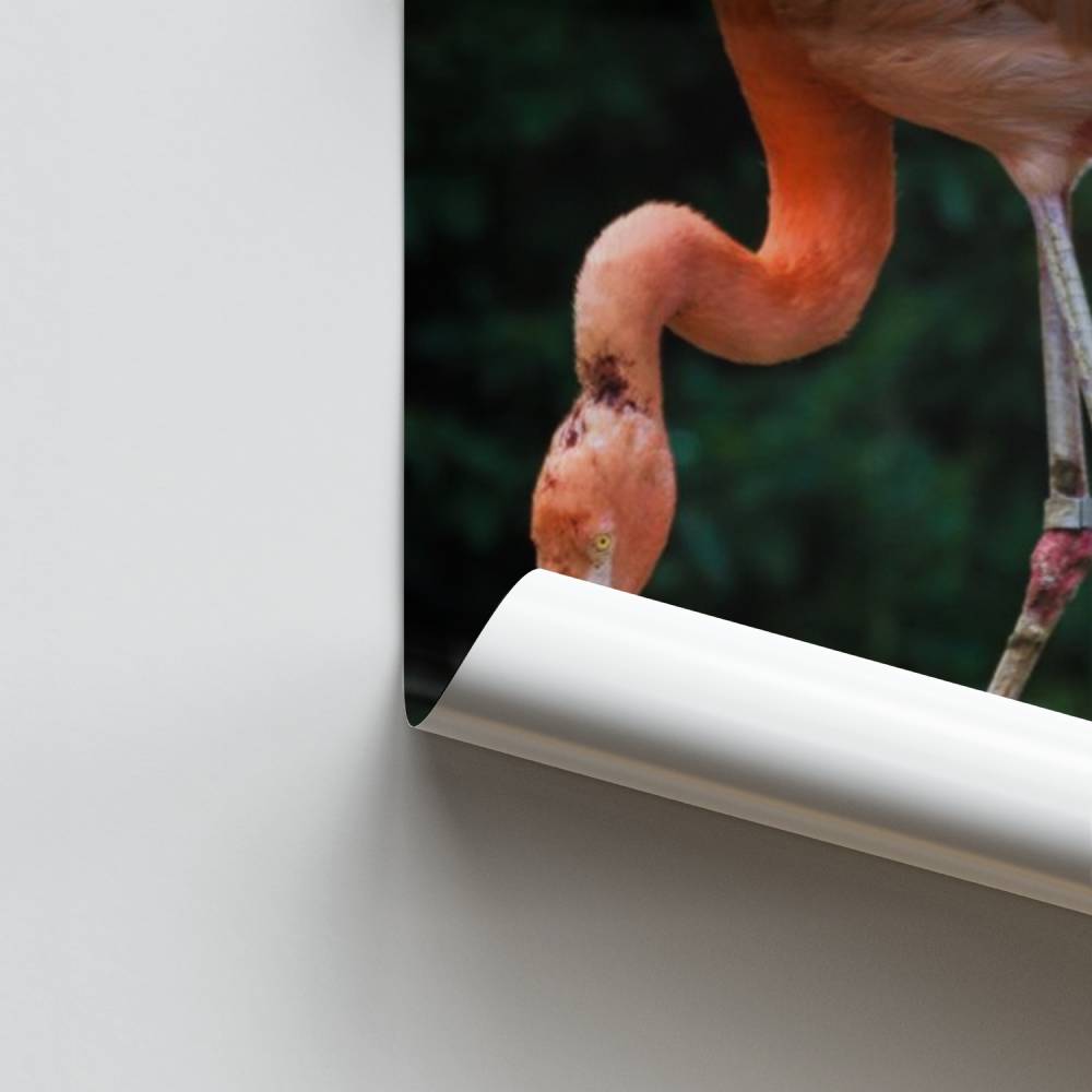 Póster Flamenco y pequeño