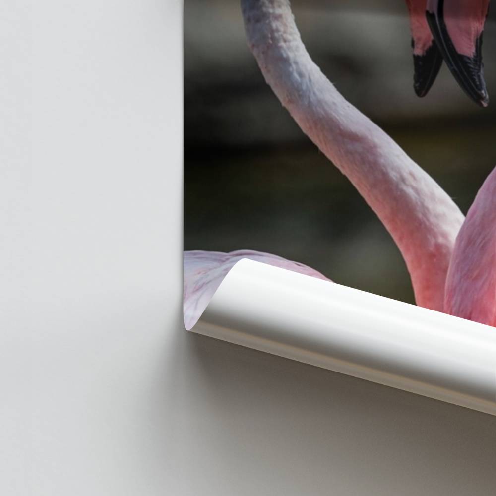 Poster Amour Flamant