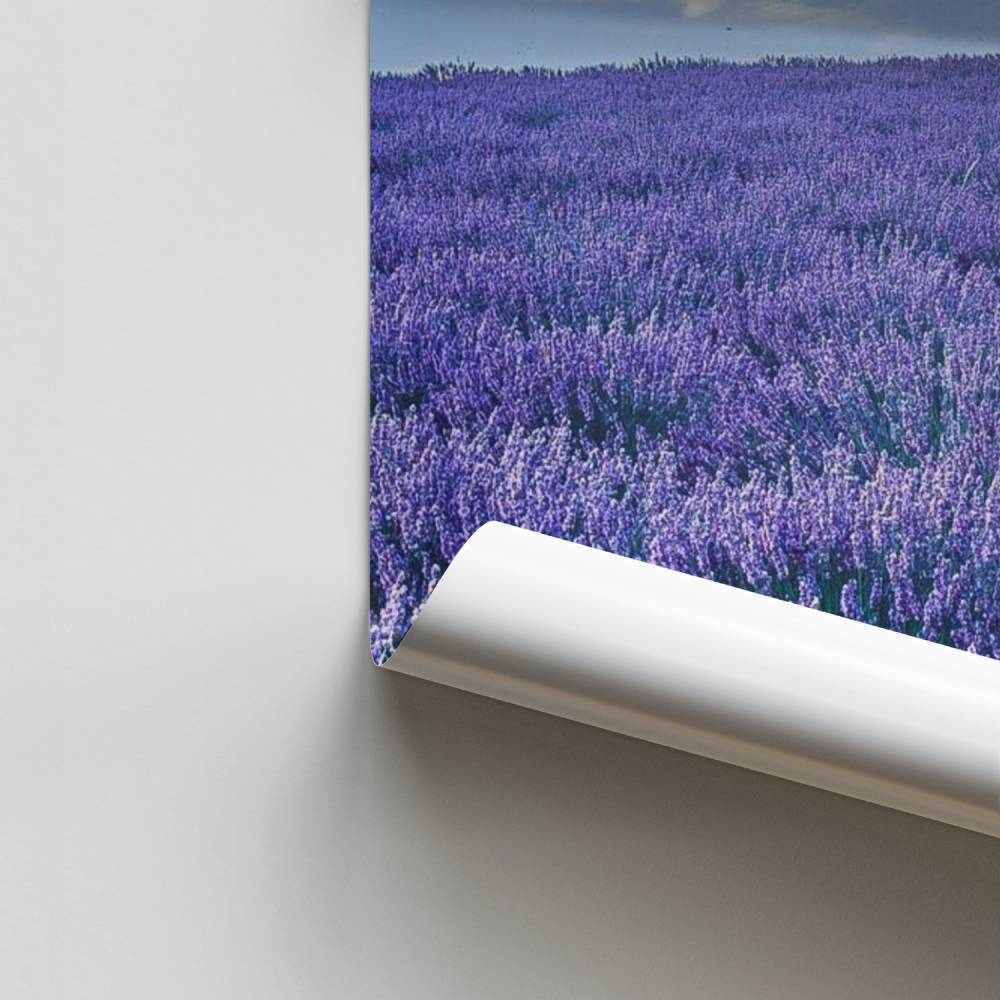 Serenidad de lavanda Póster