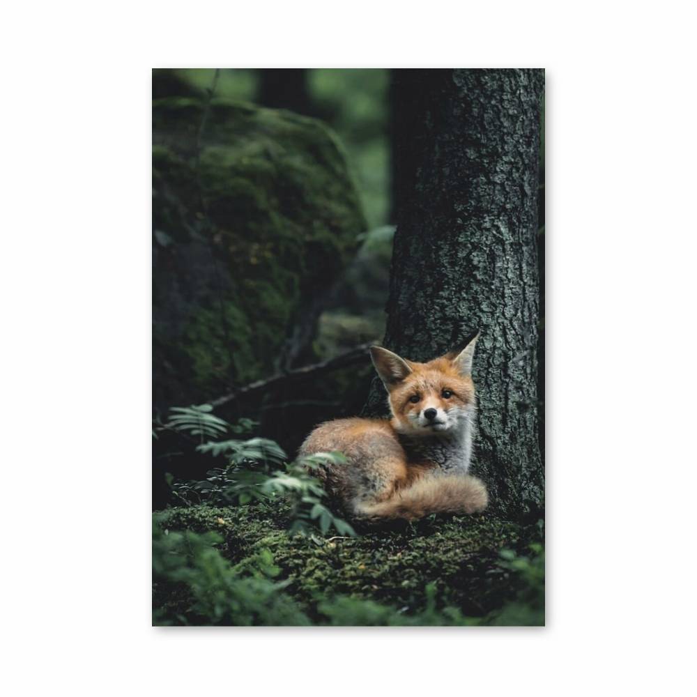 Poster Renard Forêt