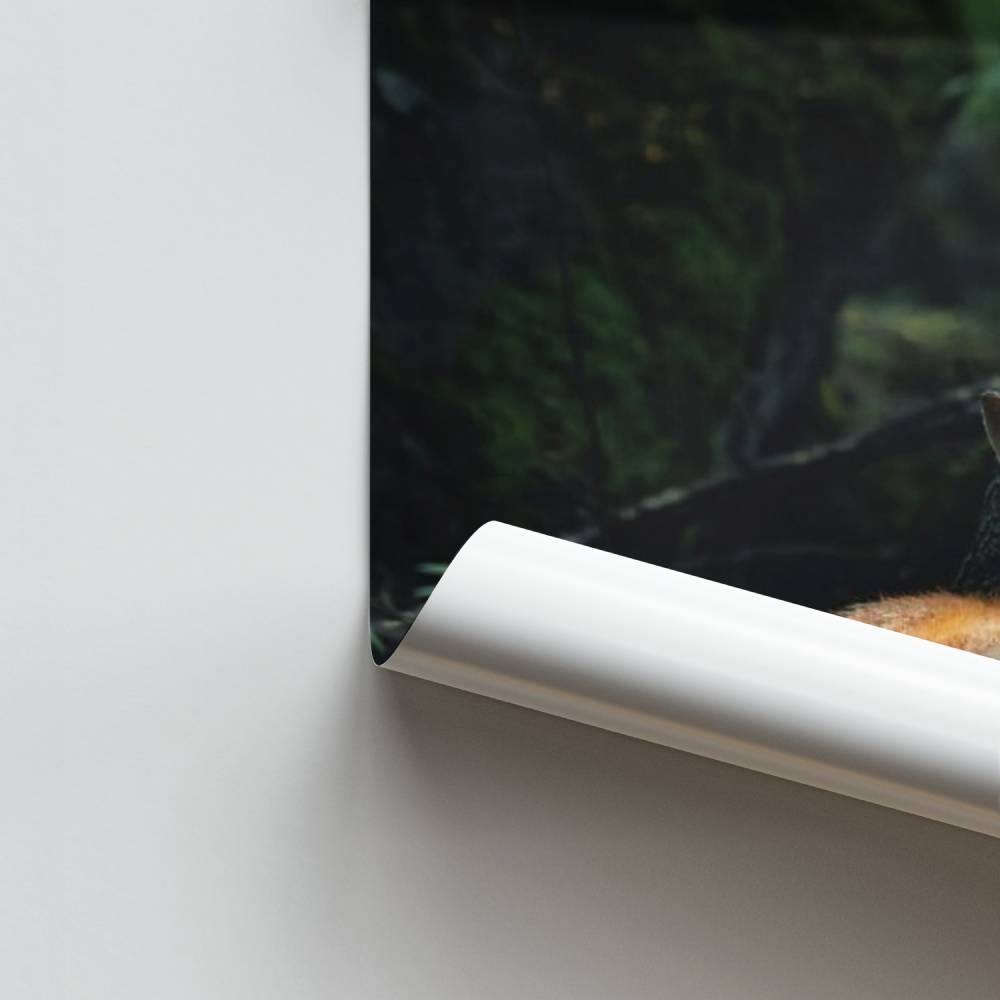 Zorro del bosque Póster