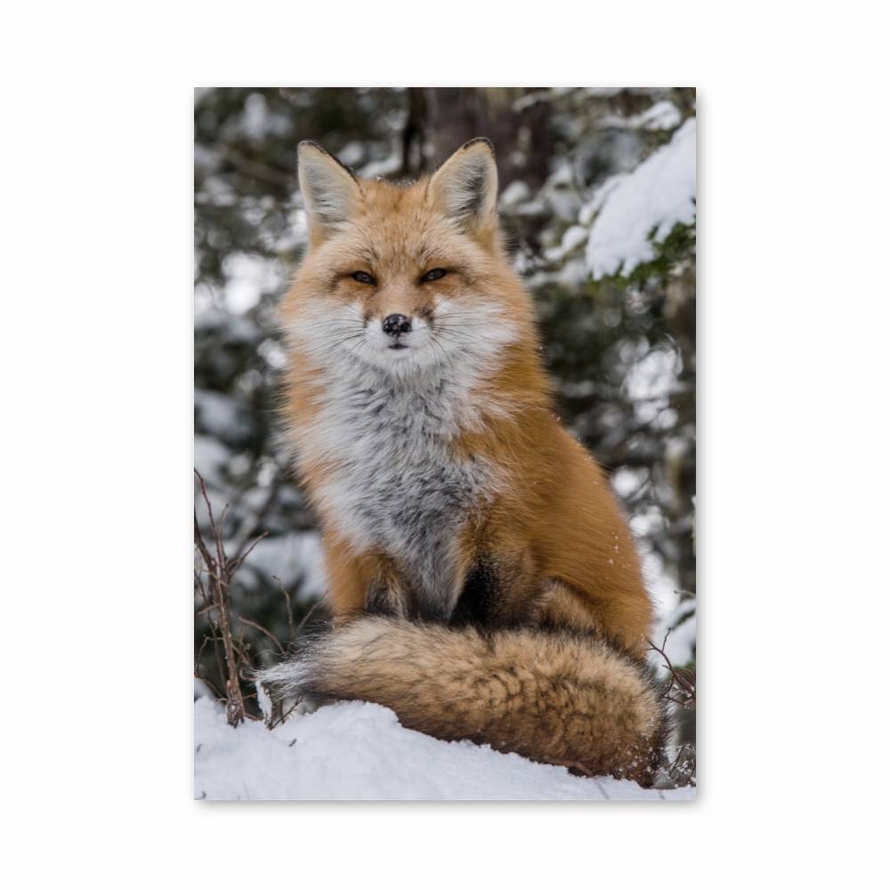 Poster Renard des Neiges