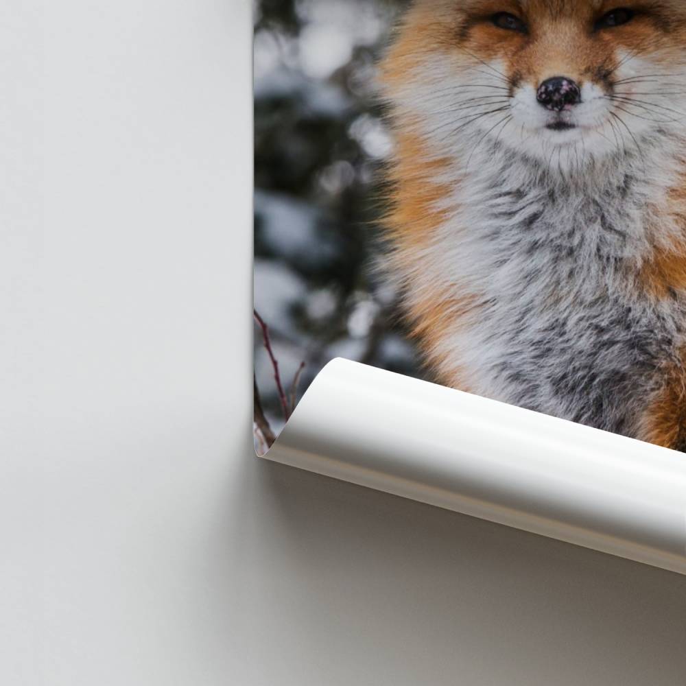 Poster Renard des Neiges