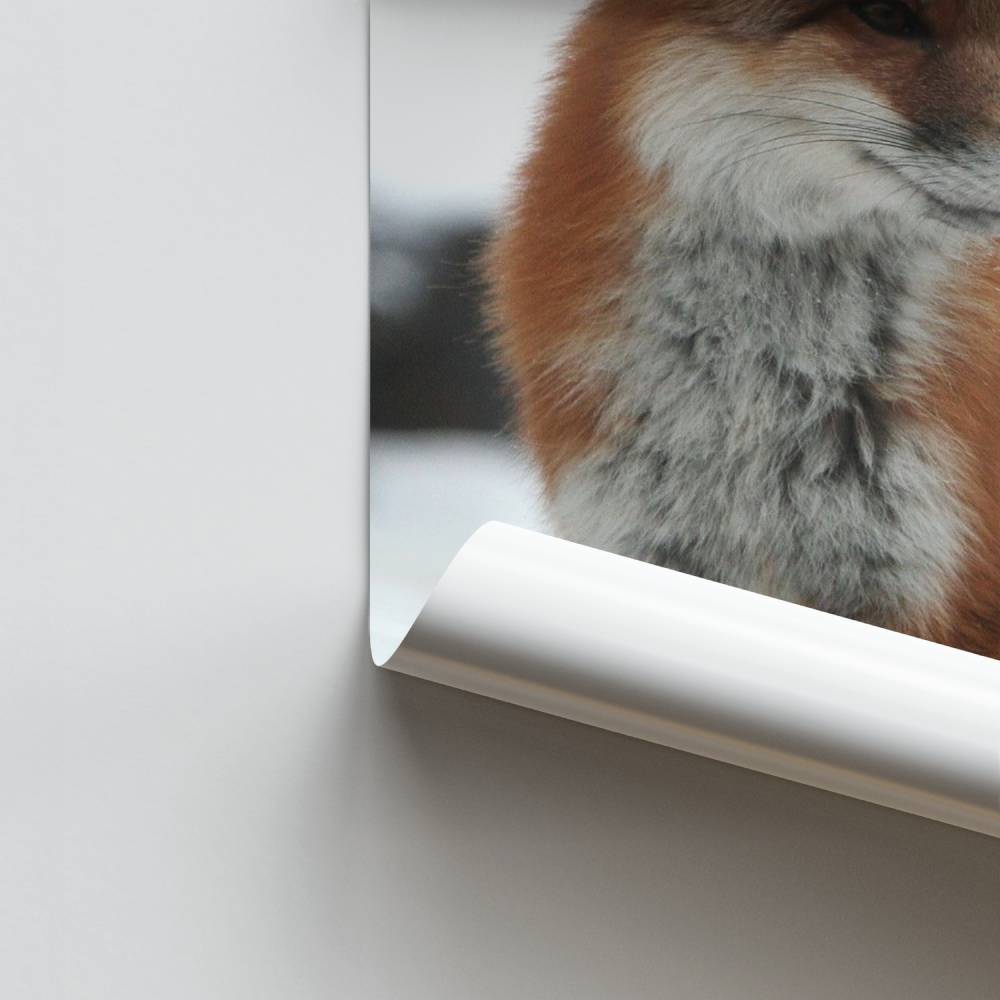 Zorro Escarlata Póster