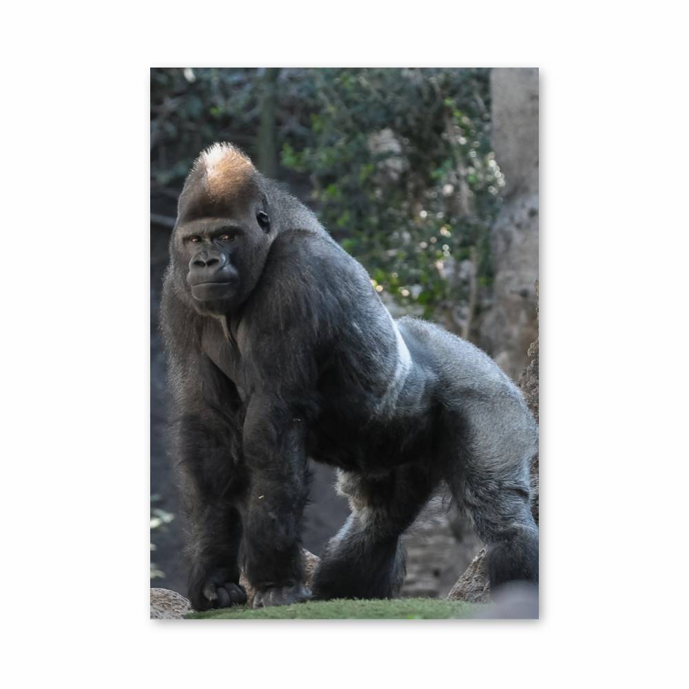 Poster Force Primordiale