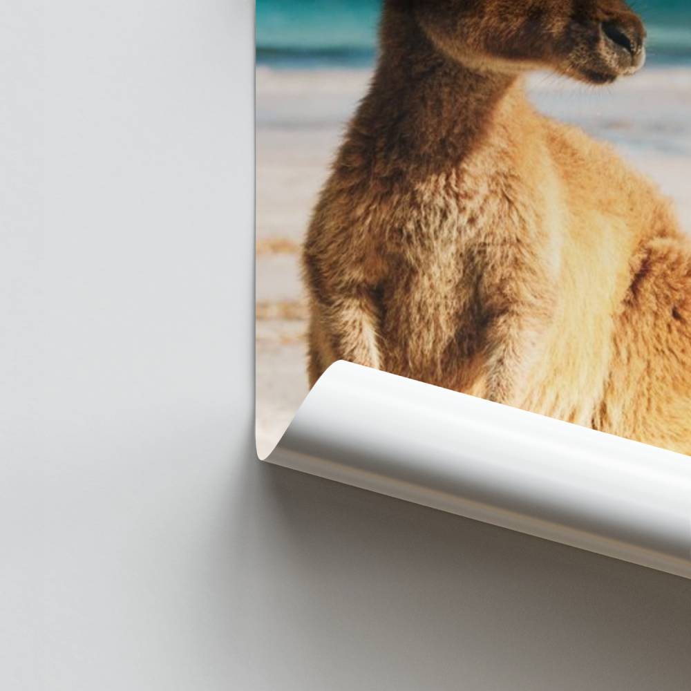 Playa Canguro Póster