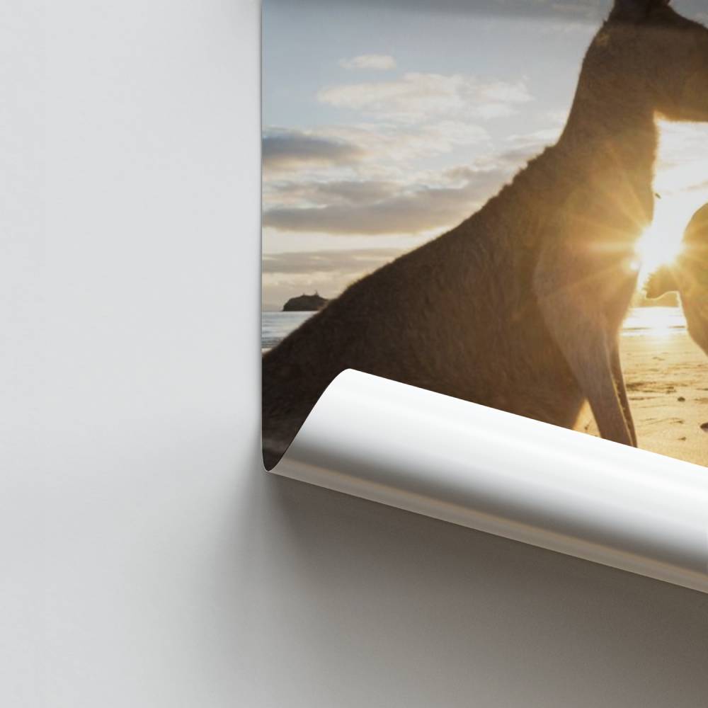 Póster Amanecer con canguros