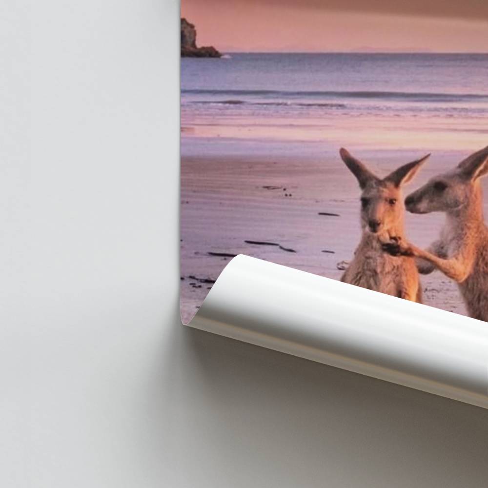 Poster Aube des Kangourous