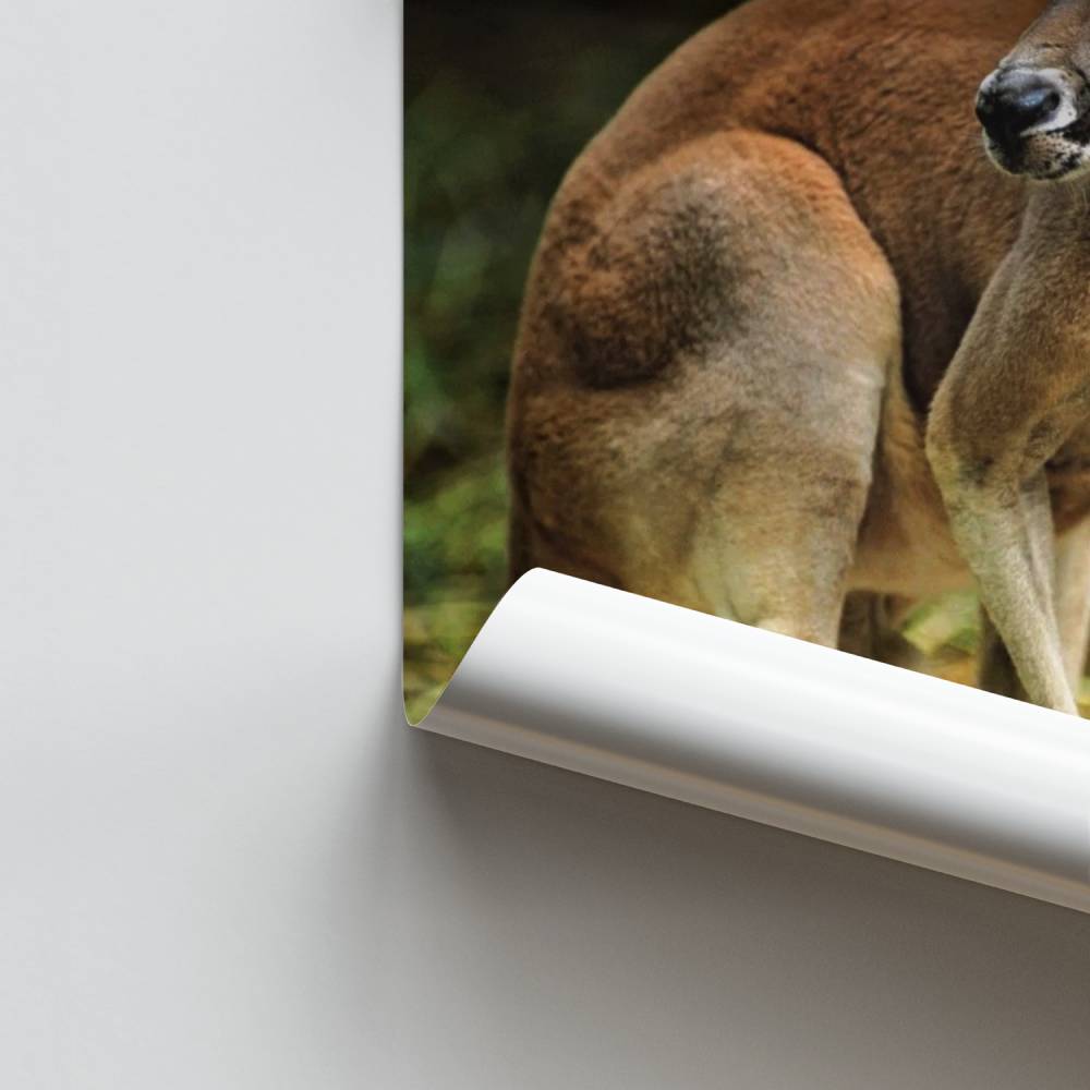 Póster Canguro Grace