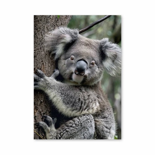 Poster Koala Sérénité