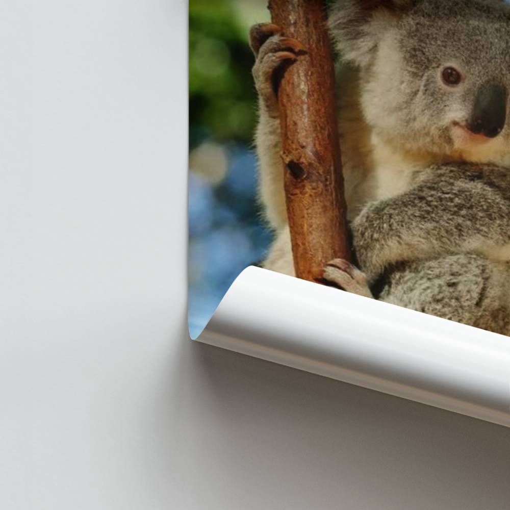 Serenidad Koala Póster