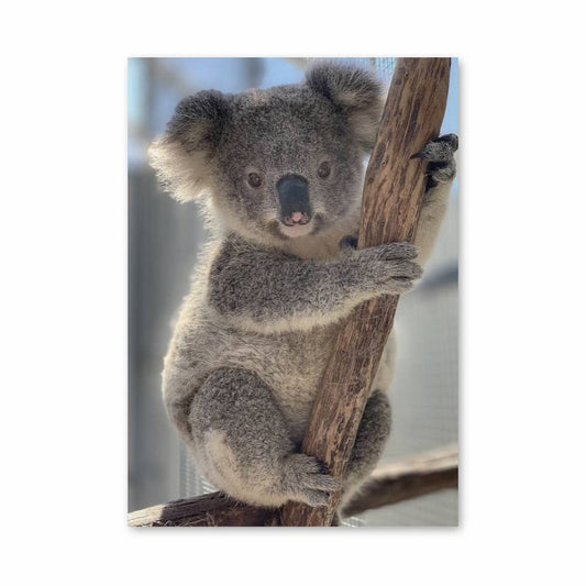 Poster Koala Douillet