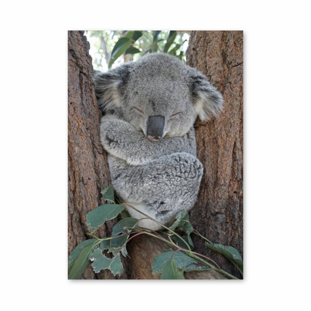 Poster Rêve de Koala