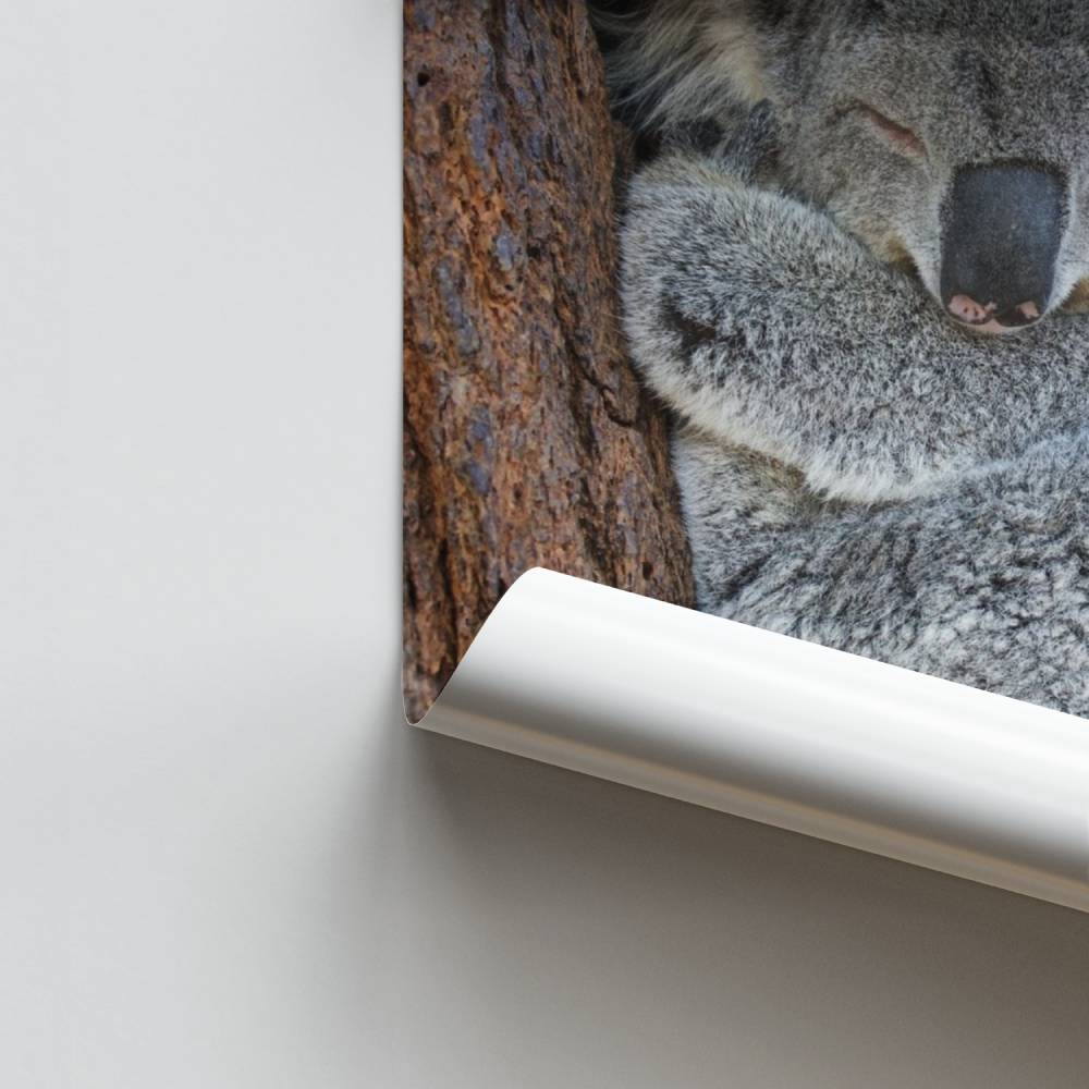 Sueño de koala Póster