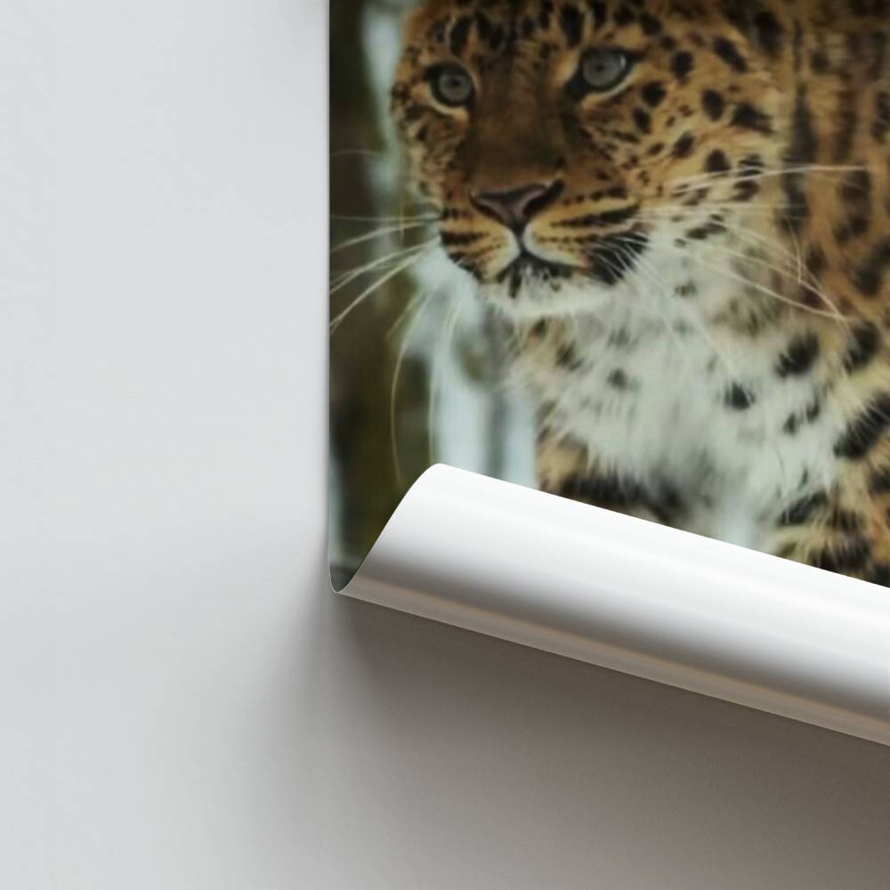 Póster Leopardo elegante