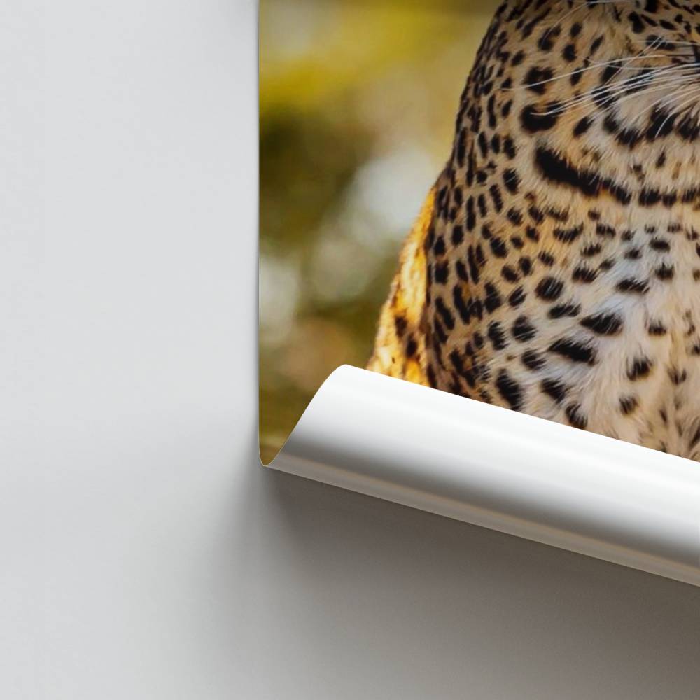 Brillo de leopardo Póster